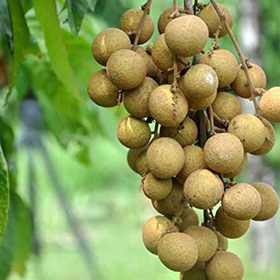 Lengkeng